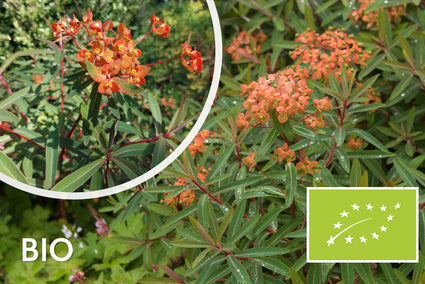 Biologische Wolfsmelk - Euphorbia griffithii 'Fireglow'