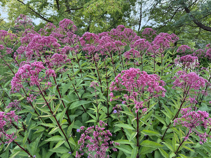 Koninginnenkruid - Eupatorium maculatum