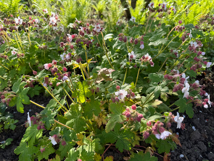 Ooievaarsbek (lage soort) wit/roze - Geranium cantabrigiense biokovo