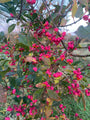 Wilde kardinaalsmuts - Euonymus europaeus Wilde kardinaalsmuts - Euonymus europaeus
