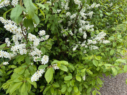 Gewone vogelkers - Prunus padus