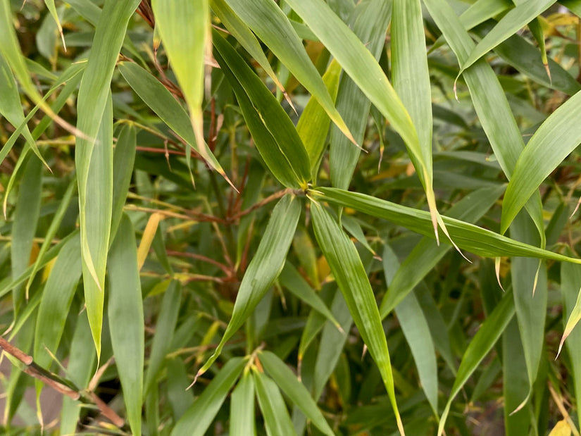 Bamboe - Fargesia robusta 'Wenchuan' Bamboe - Fargesia robusta 'Wenchuan'