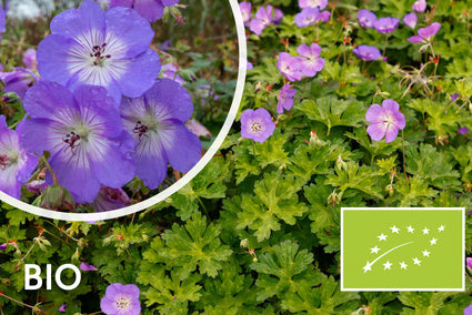 Biologisch Ooievaarsbek - Geranium 'Azure Rush'
