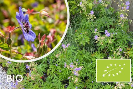 Biologische Beemdooievaarsbek (Paars/blauw 70 cm) - Geranium Pratense