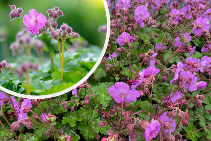Biologisch Ooievaarsbek - Geranium cantabrig. 'Karmina'