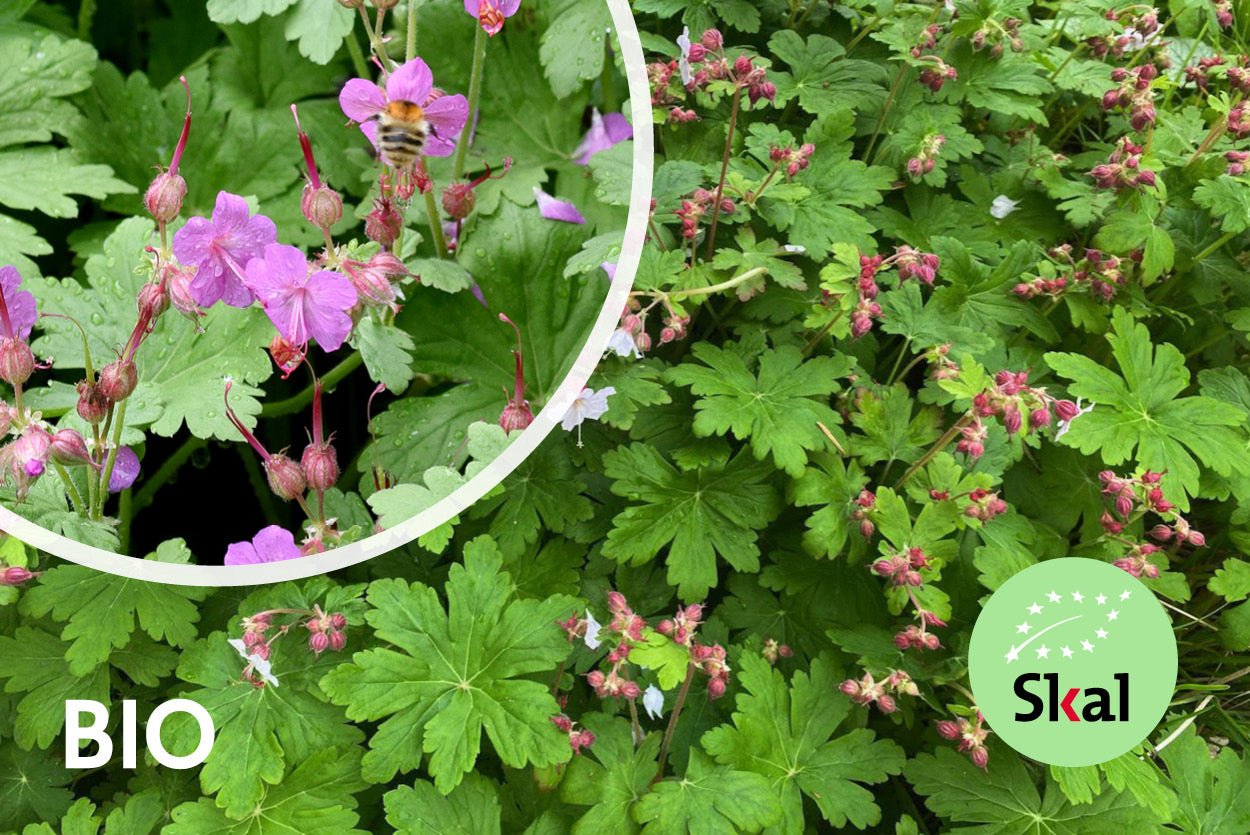 biologisch-ooievaarsbek-geranium-macrorrhizum-wintergroen