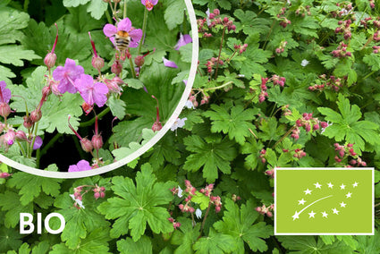 Biologisch Ooievaarsbek - Geranium macrorrhizum