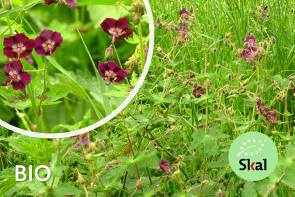 Donkerpaarse Ooievaarsbek - Biologische Geranium phaeum