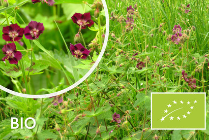 Donkerpaarse Ooievaarsbek - Biologische Geranium phaeum