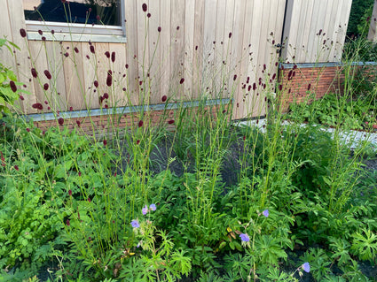 Japanse Pimpernel (Hoogte 150 cm) - Sanguisorba 'Officinalis'