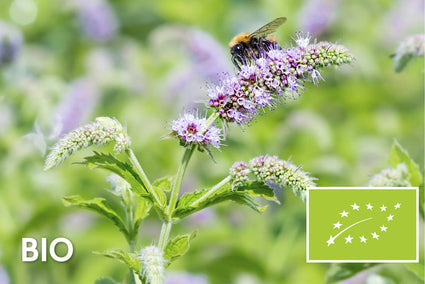 Biologisch Munt - Mentha longifolia