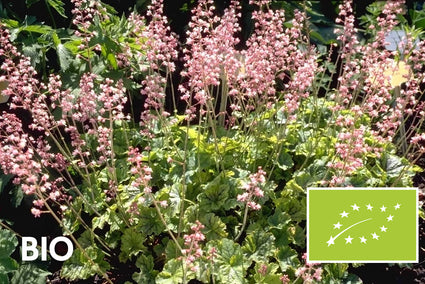 Biologisch Purperklokje - Heucherella alba 'Bridget Bloom'