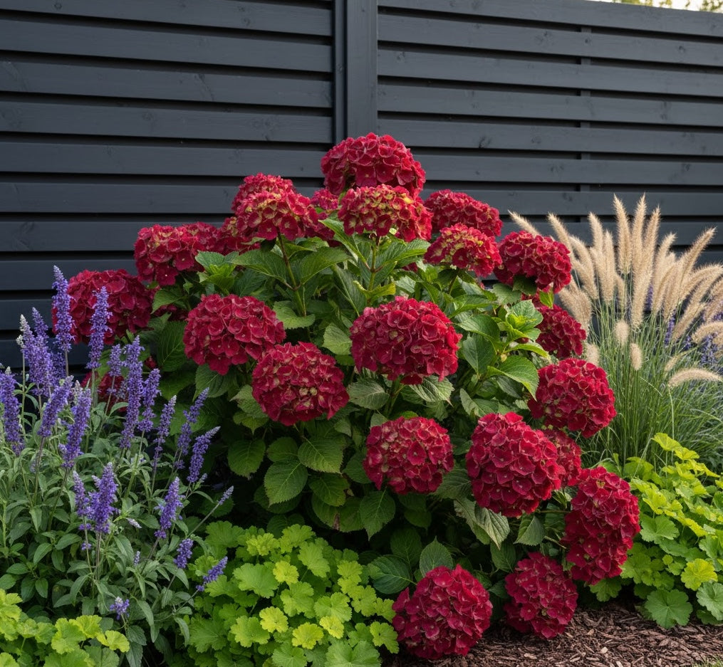 Hortensia Struik Hydrangea macrophylla 'Rotschwanz' Rode bloem