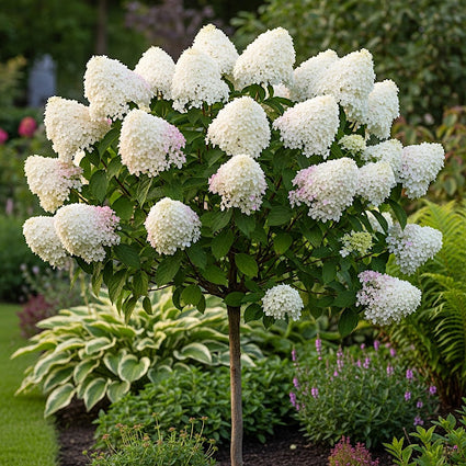 Hortensia op stam - Hydrangea paniculata 'Diamantino'