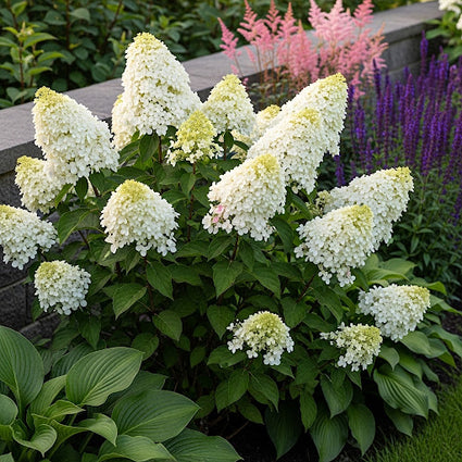 Pluimhortensia - Hydrangea paniculata 'Kyushu'