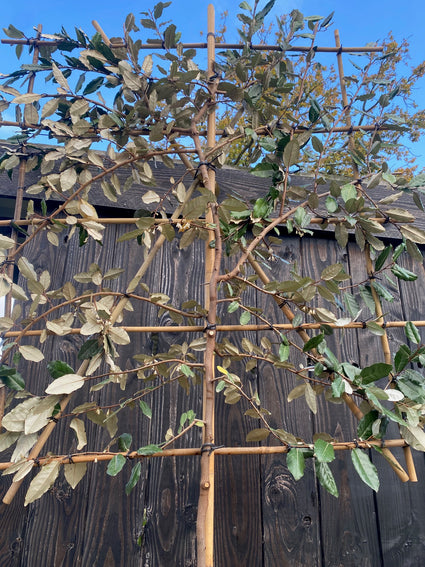 Lei olijfwilg - Elaeagnus ebbingei leiboom - Groenblijvend