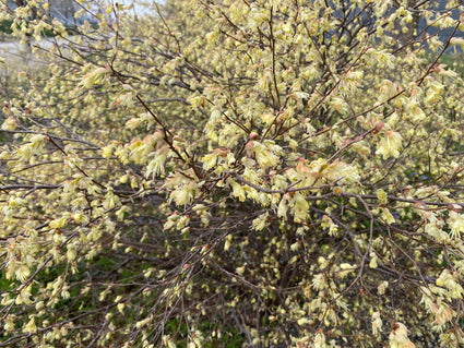 Schijnhazelaar - Corylopsis Spicata Siebold & Zucc.