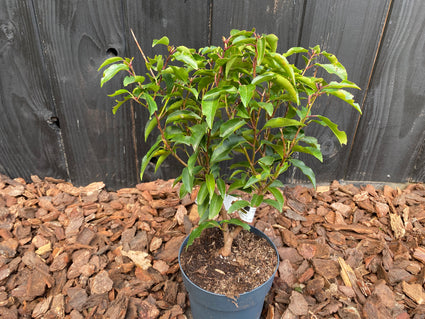 Voorbeeld wat u koopt bij C3 pot