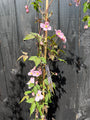 Lichtroze Bergbosrank - Clematis montana 'Rubens' Lichtroze Bergbosrank - Clematis montana 'Rubens'