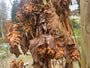 Hop plant - Humulus lupulus Hop plant - Humulus lupulus