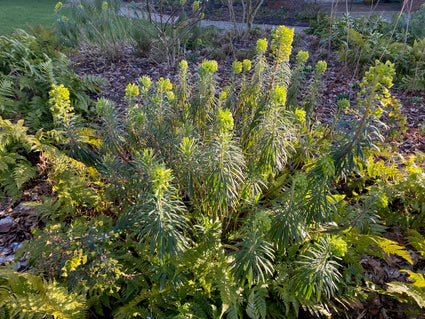 Wolfsmelk - Euphorbia characias 'Lambrook Gold'