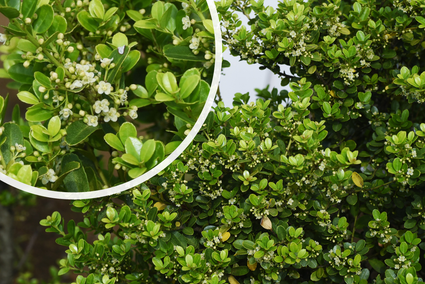 Japanse hulst - Ilex crenata 'Green Hedge'