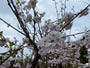 Japanse sierkers (Lichtroze)- Prunus 'Accolade' op hoge stam Japanse sierkers (Lichtroze)- Prunus 'Accolade' op hoge stam