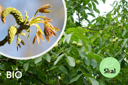 Biologische Walnootboom - Juglans Regia BIO