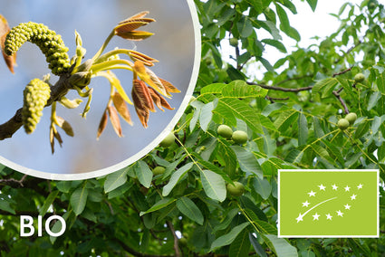 Biologische Walnootboom - Juglans Regia BIO