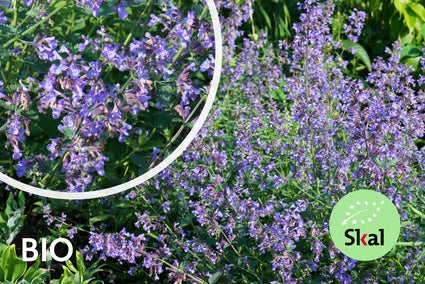 Biologisch Kattenkruid - Nepeta 'Grol'