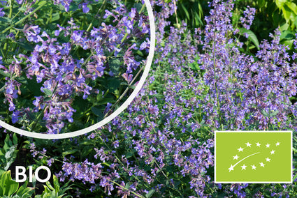 Biologisch Kattenkruid - Nepeta 'Grol'
