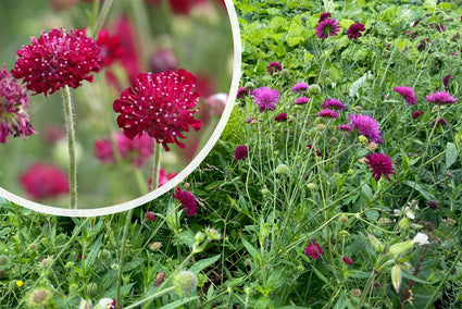 Beemdkroon (Hoge soort) - Knautia macedonica 'Mars Midget'