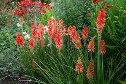 Vuurpijl - Kniphofia 'Nancy's Red'