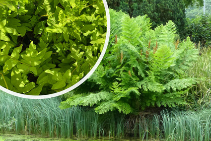 Koningsvaren (Wintergroen, Hoogte 150 cm) - Osmunda regalis