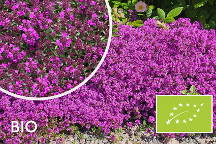Biologisch Kruiptijm 'Roze/Rood' - Thymus praecox 'Coccineus' (ook per/m2)
