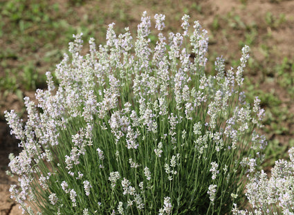 Bio Lavendel Wit - Lavandula Arctic Snow