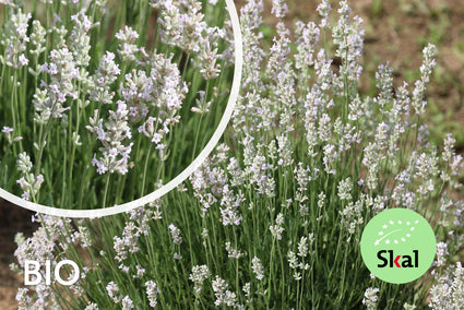 Bio Lavendel Wit - Lavandula Arctic Snow
