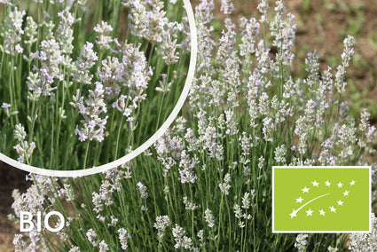 Bio Lavendel Wit - Lavandula Arctic Snow