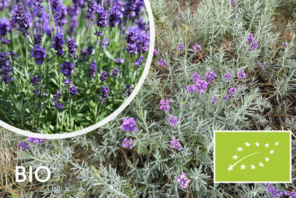 Biologische Lavendel Blauw - Lavandula Dwarf Blue
