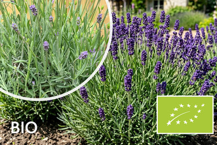 Biologisch Gewone lavendel (Blauw/paars)- Lavandula angustifolia 'Hidcote'