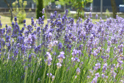 Gewone Lavendel - Lavandula angustifolia 'Phenomenal'