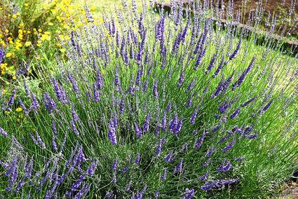 Lavendel - Lavandula intermedia 'Grosso'