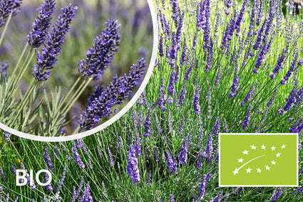 Biologische Lavendel - Lavandula intermedia 'Grosso'