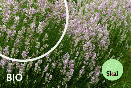 Bio Lavendel Roze - Lavandula Rosea