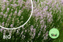 Bio Lavendel Roze - Lavandula Rosea Bio Lavendel Roze - Lavandula Rosea