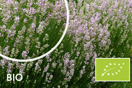 Bio Lavendel Roze - Lavandula Rosea