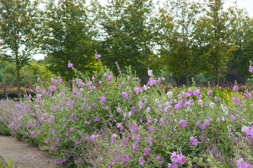 Struikmalva - Lavatera 'Barnsley' Struikmalva - Lavatera 'Barnsley'