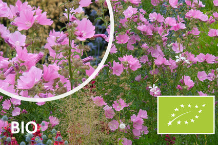 Biologisch Struikmalva - Lavatera 'Rosea'