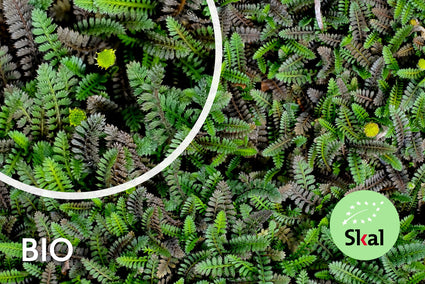 Wintergroene Koperknoopje (Groen blad) Biologische Leptinella Potentillina