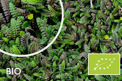 Wintergroene Koperknoopje (Groen blad) Biologische Leptinella Potentillina